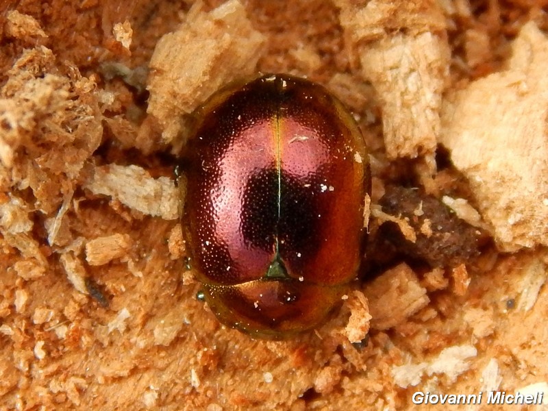 Chrysolina varians, Chrysomelidae